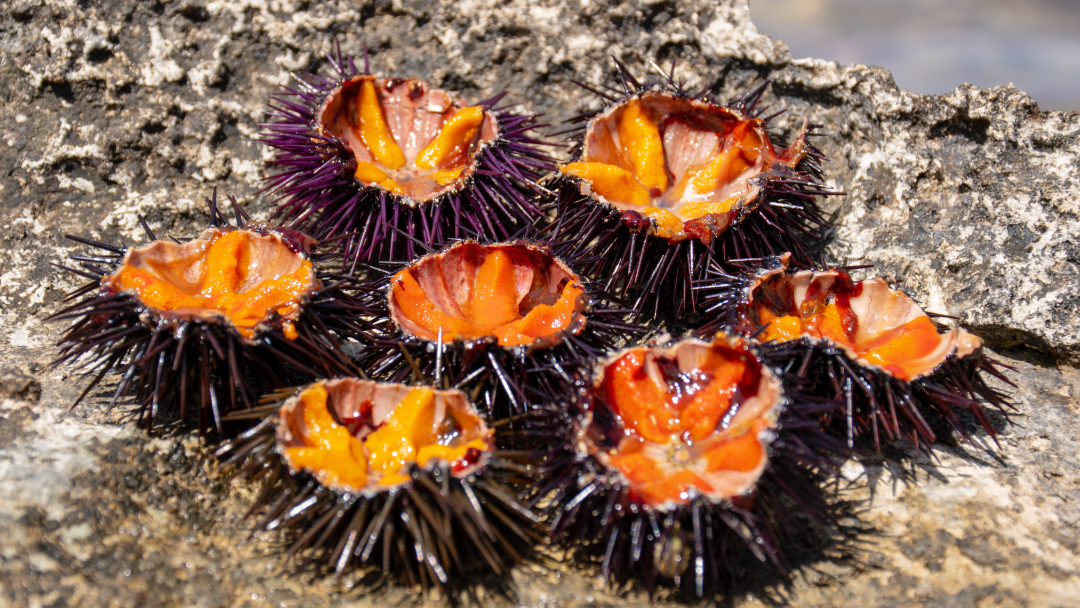 Gargano Ricci Di Mare A Rischio Sparizione Campo Stop Alla Pesca